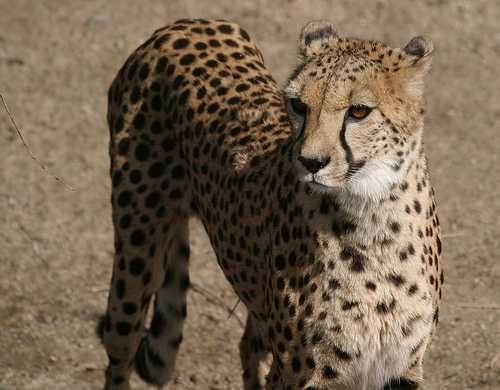 Cheetah image classifcation dataset for machine learning