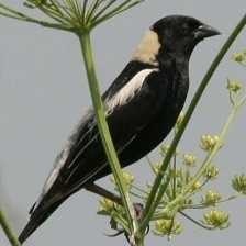 bobolink