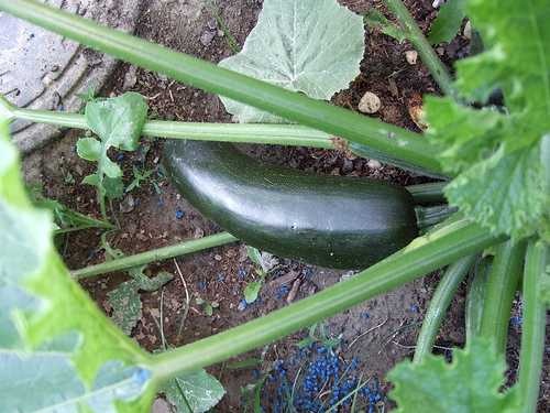 image of zucchini