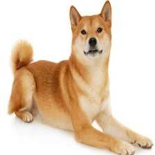 image of shiba_inu