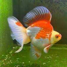 image of goldfish #29