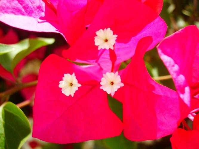 image of bougainvillea