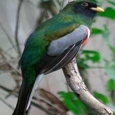 image of elegant_trogon