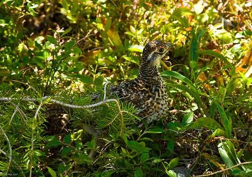 ruffed_grouse