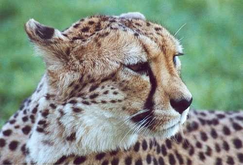 Cheetah image classifcation dataset for machine learning