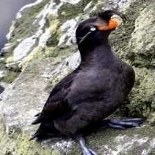 image of crested_auklet