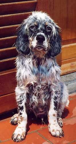 english_setter