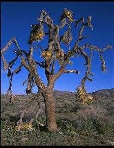 image of joshua_tree