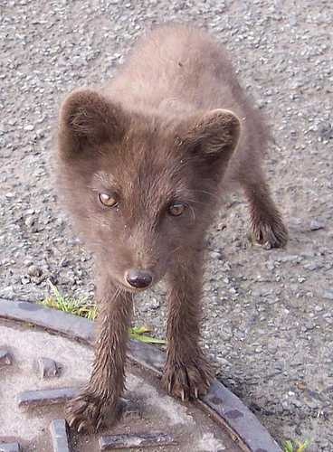 image of arctic_fox