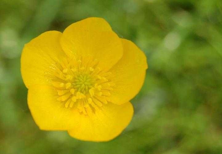 image of buttercup