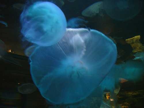 Jellyfish image classifcation dataset for machine learning