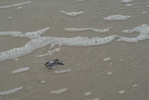 image of loggerhead
