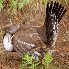 image of blue_grouse