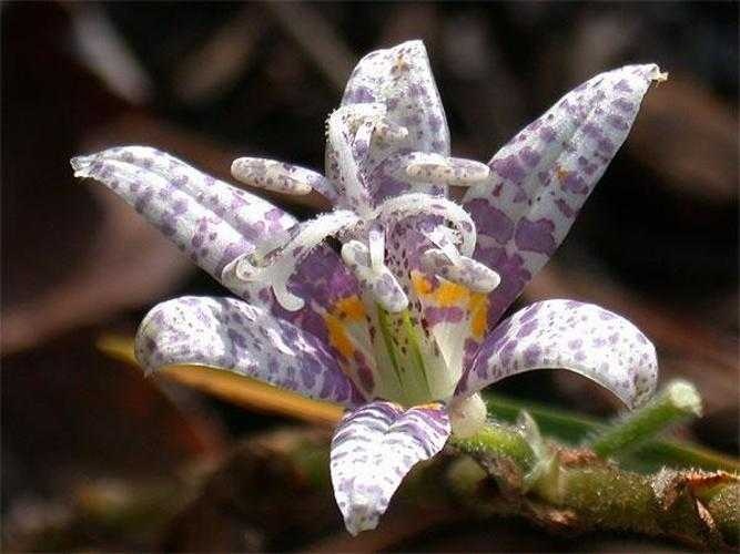 image of toad_lily