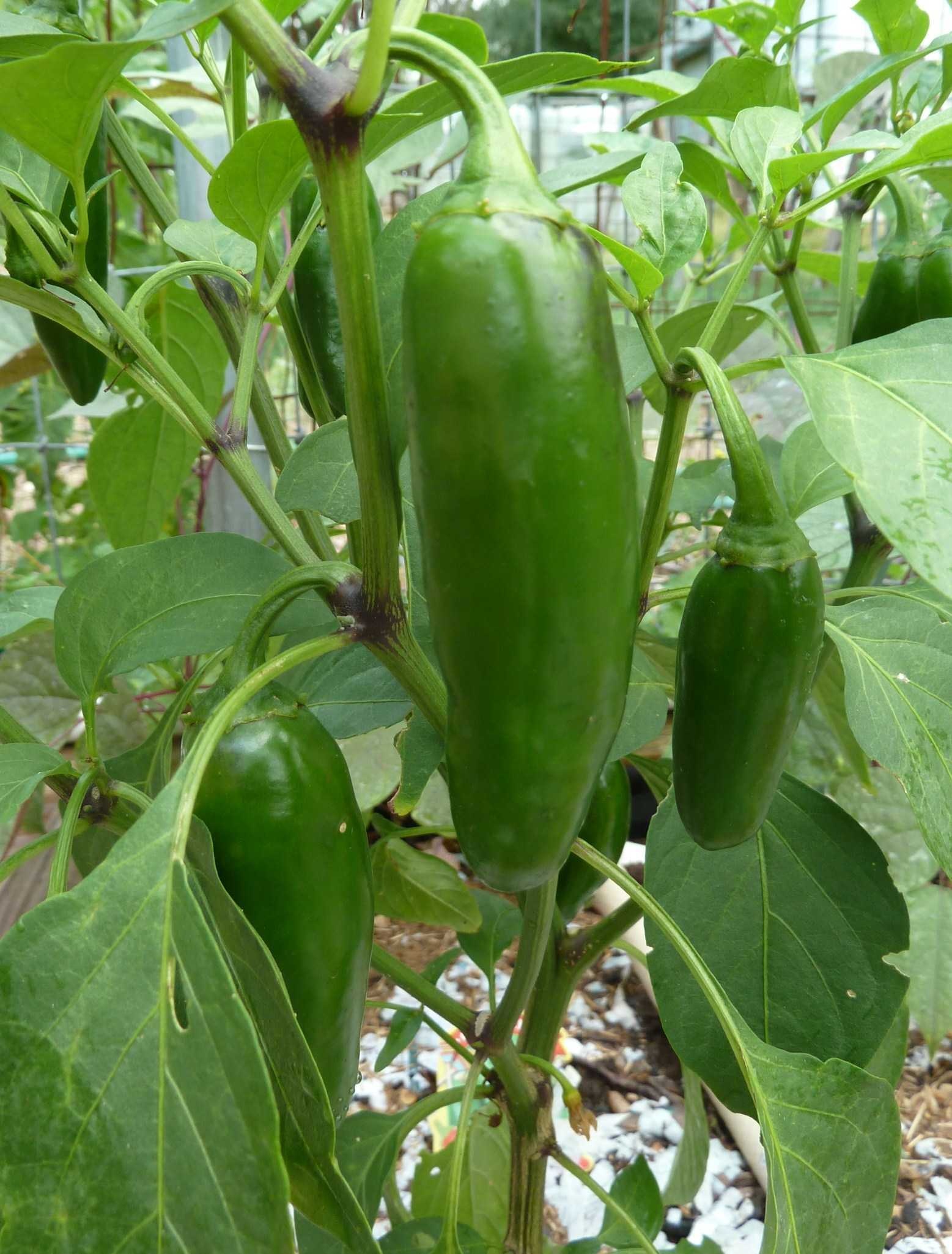 jalepeno