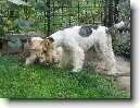 Wire haired fox terrier image classifcation dataset for machine learning