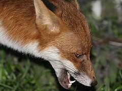 red_fox