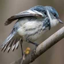 image of cerulean_warbler