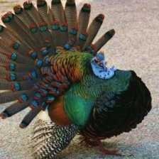 image of ocellated_turkey