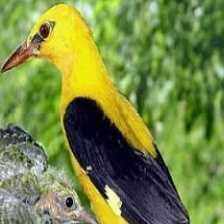 eurasian_golden_oriole