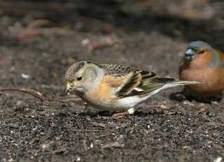 image of brambling