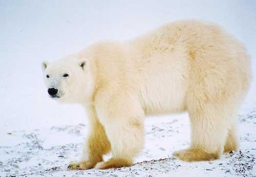 ice_bear