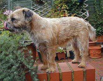 border_terrier