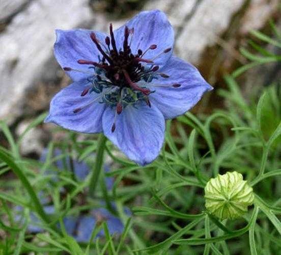 image of love_in_the_mist