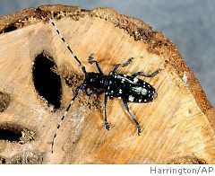 Long horned beetle image classifcation dataset for machine learning