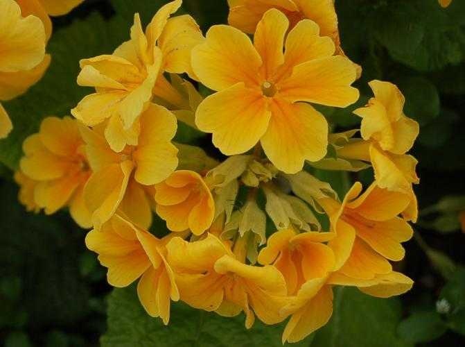 image of primula