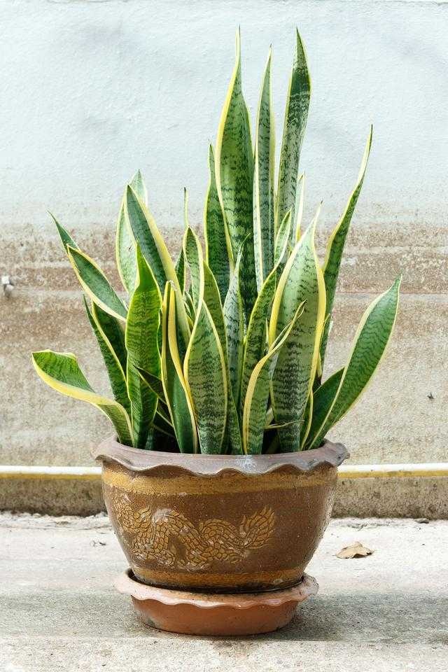 image of house_plant