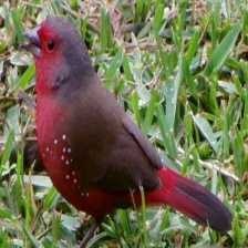 image of african_firefinch