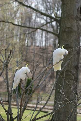 sulphur_crested_cockatoo