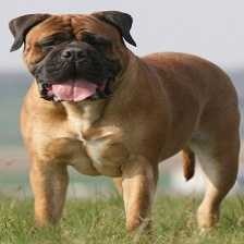 image of bull_mastiff