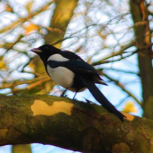 Magpie image classifcation dataset for machine learning
