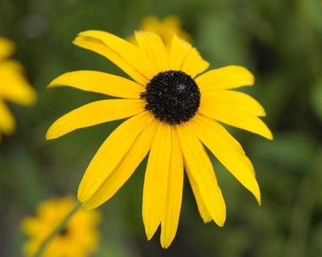 image of black_eyed_susan