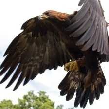 golden_eagle