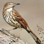 image of brown_thrasher #26