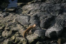 image of mongoose