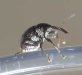 image of weevil
