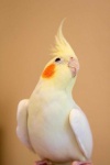 image of cockatiel