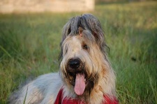 image of briard