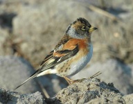 image of brambling