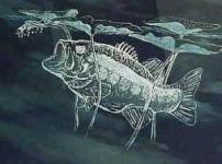 image of animal