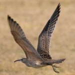 image of bird