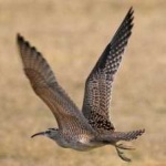 image of whimbrel #1