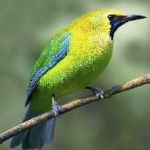 image of bird