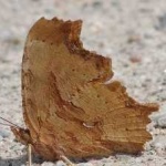 image of animal