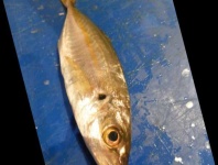 image of fish