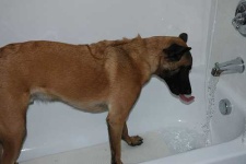 image of malinois